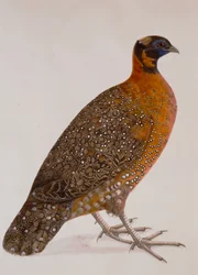 Fagiano cornuto cremisi (Satyr Tragopan)